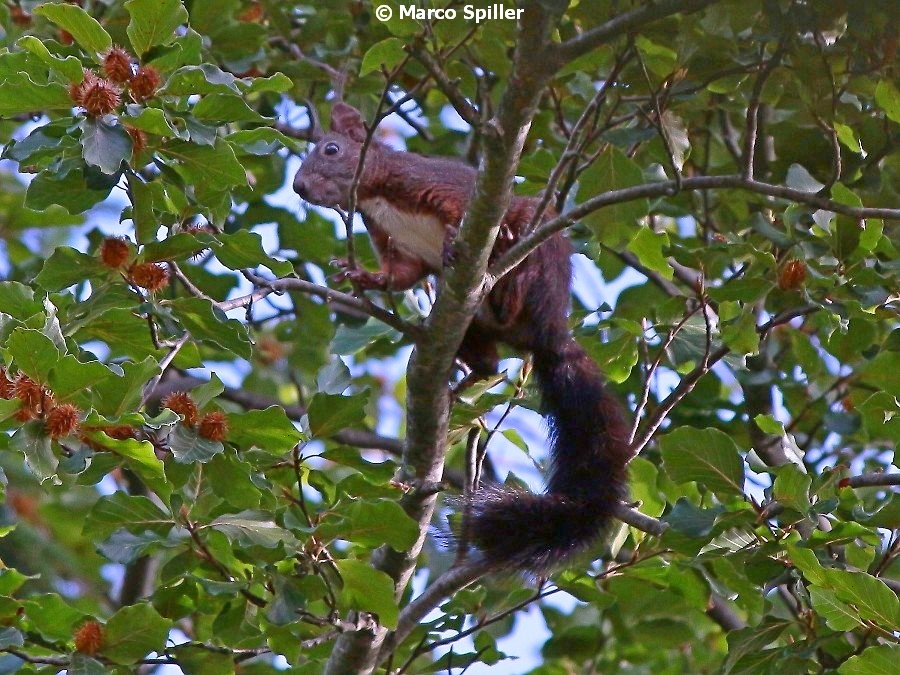 Sciurus vulgaris